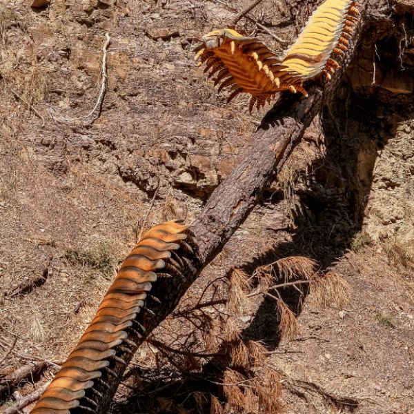Arthropleura dinosaure